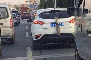 丝袜 车牌老司机,丝袜诱惑下的车牌老司机传奇