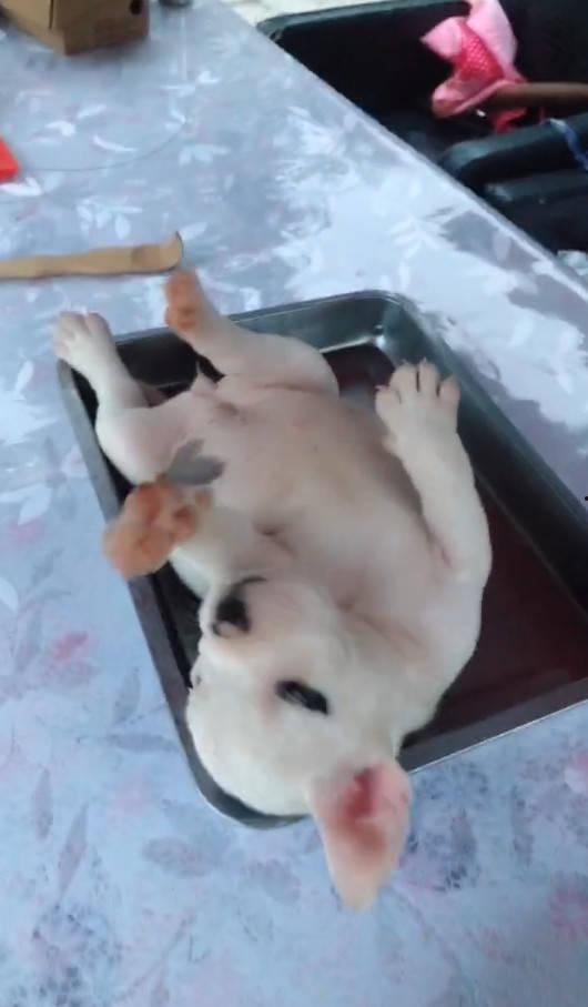 国产女人狗狗在线播放,揭秘网络影视的隐秘角落