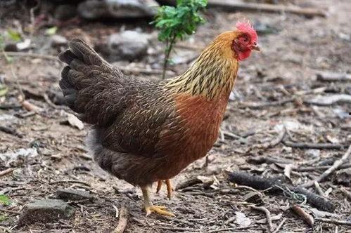 老公鸡营养价值,营养丰富的滋补佳品，养生保健的优选食材