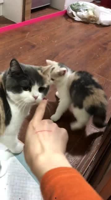 明星被猫抓,明星与猫咪的亲密邂逅