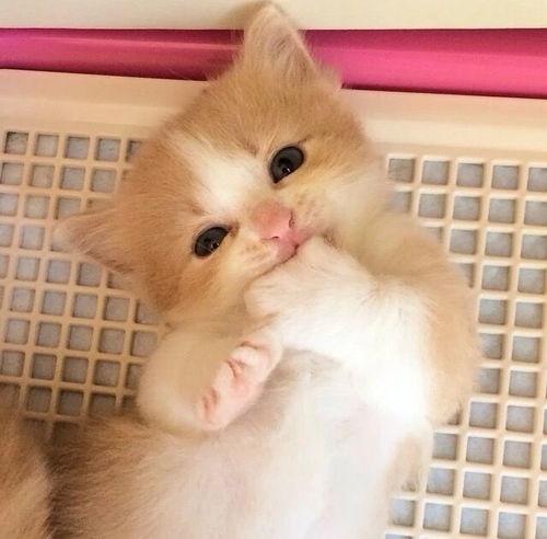 猫萌的最新爆料,最新爆料带你走进神秘猫界