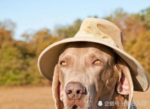 老婆和狗老公图片,狗老公与老婆的温馨日常